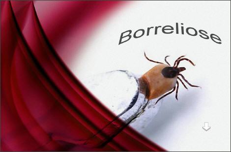 borreliose behandlung